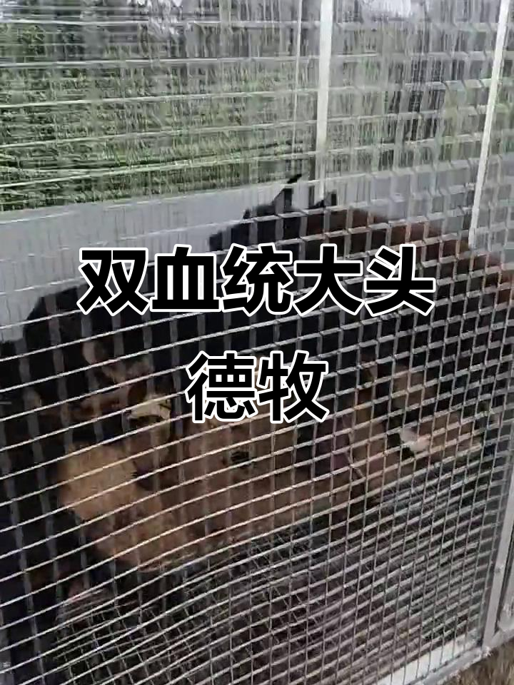 德牧黑狼红狼双血统,忠诚与情感的完美结合