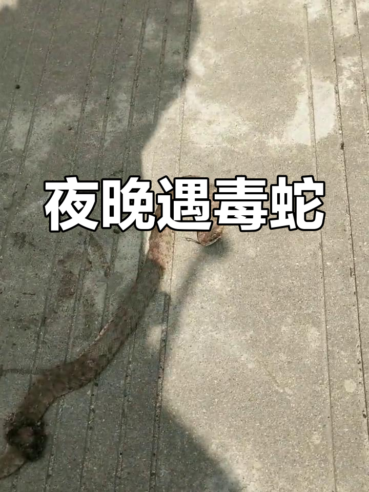 晚上散步时,发现一条死蝮蛇,提醒大家小心!