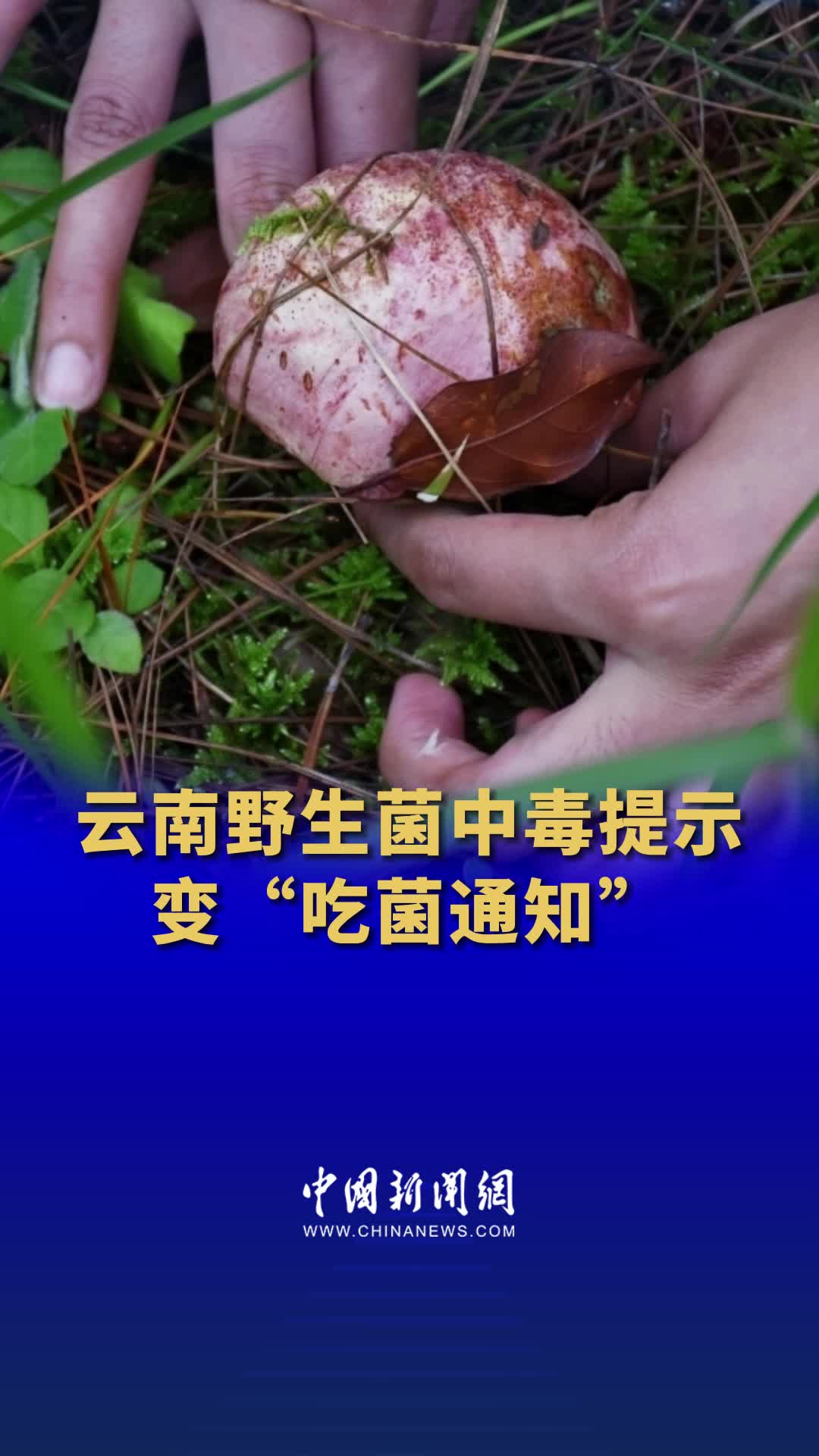 云南野生菌中毒图片