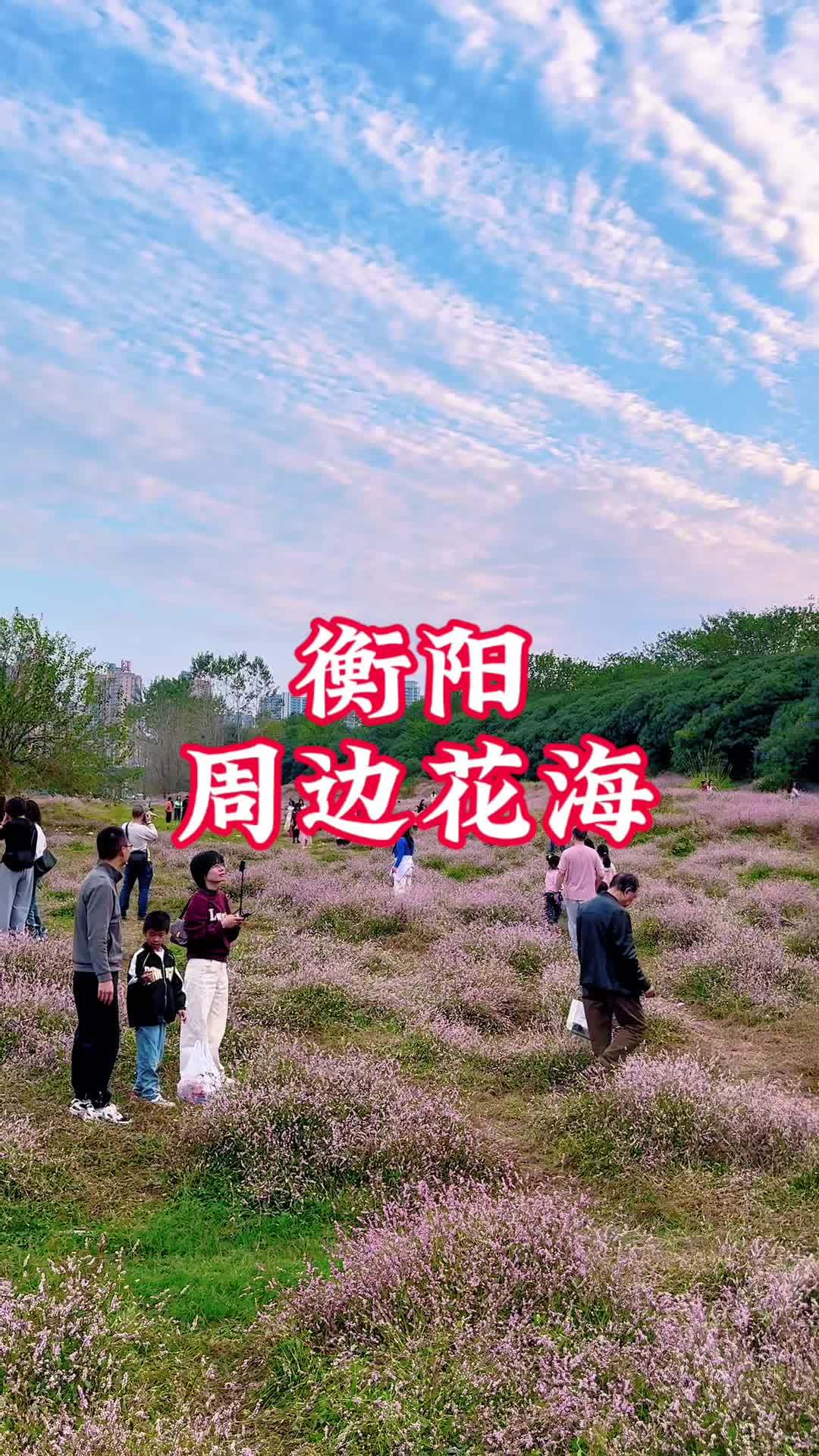 衡阳茶山坳花海图片