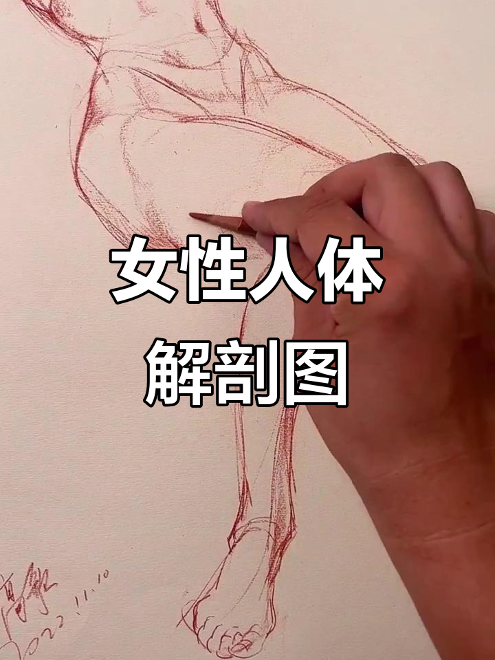 女人体结构精细解析:从头部到脚趾的完美比例