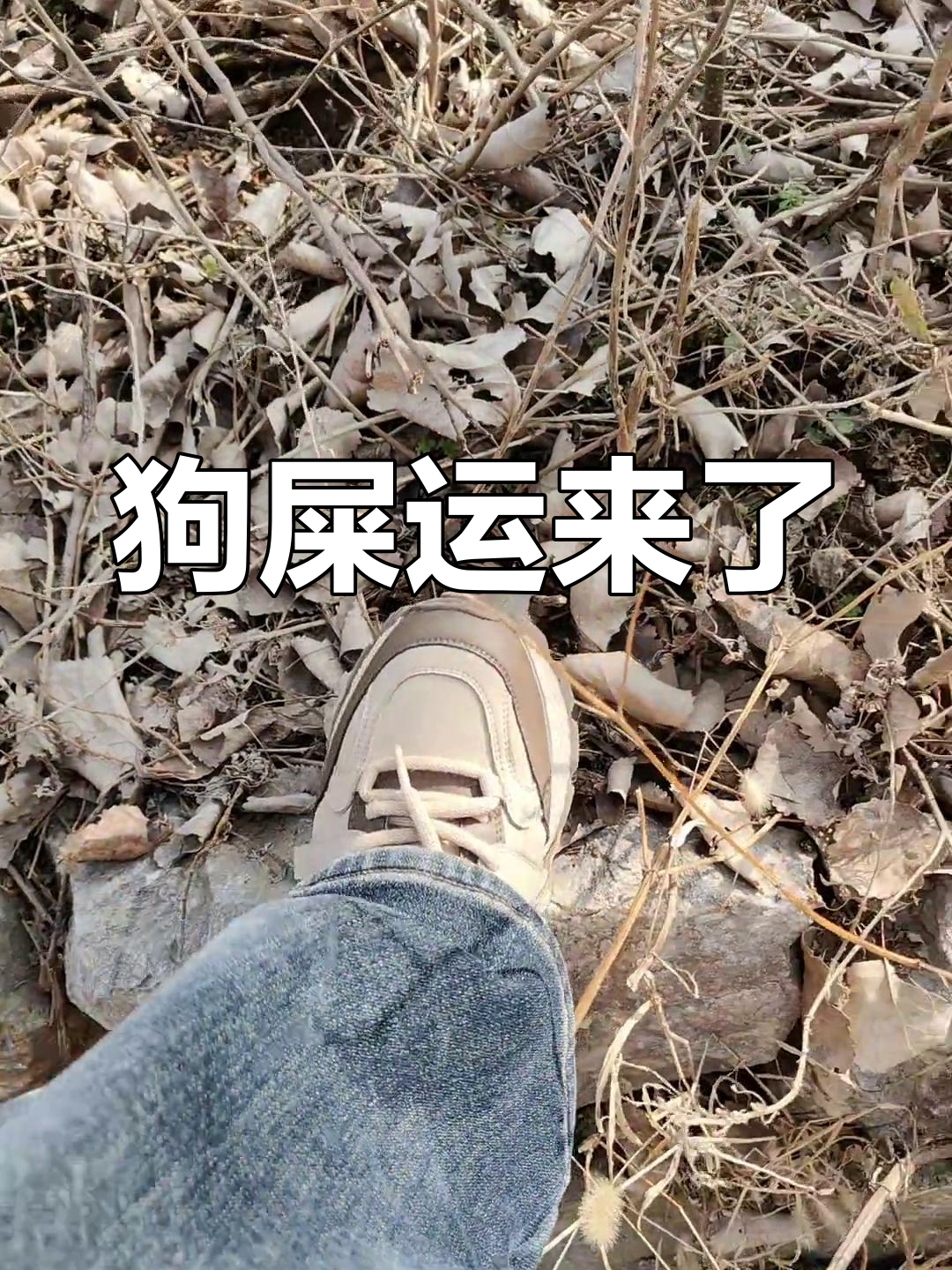 踩狗屎,来年运势大旺