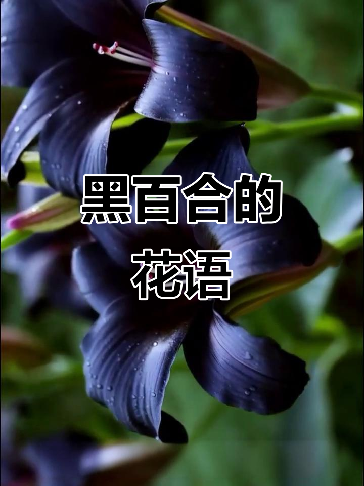 黑百合:诅咒与孤傲的美丽传说