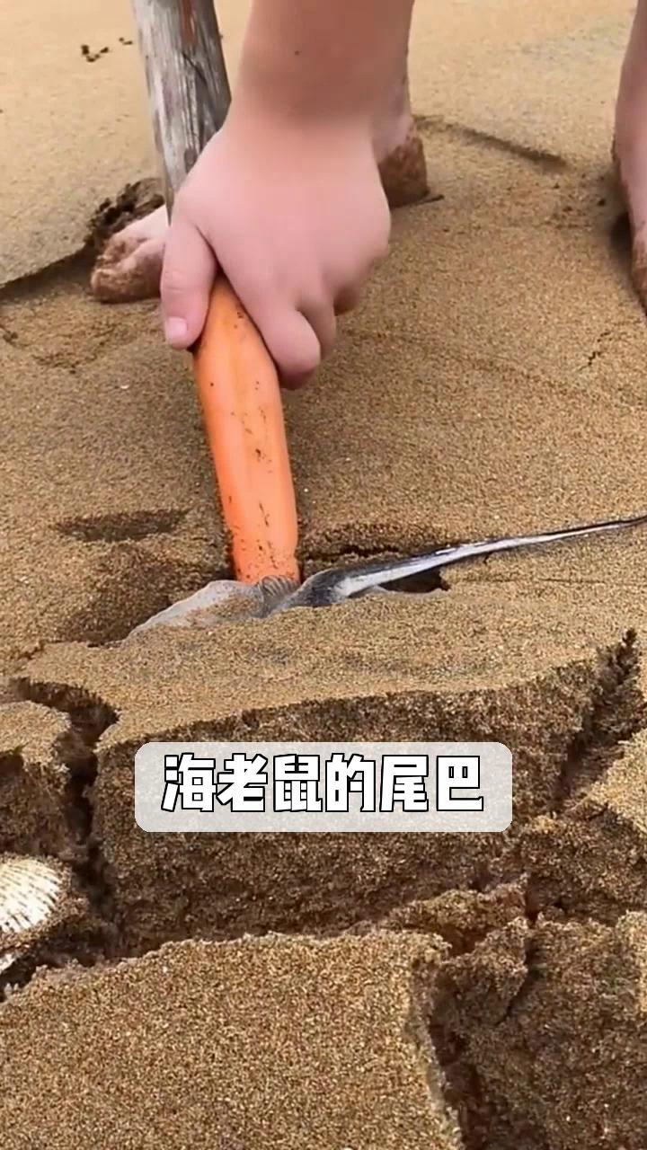 海老鼠很恶心图片