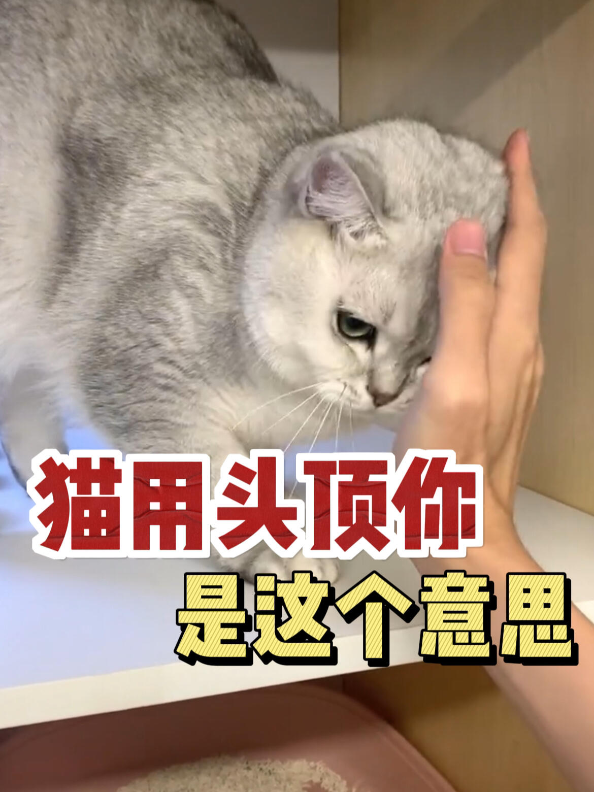 养猫久了才知道,猫用头顶人是有这些含义