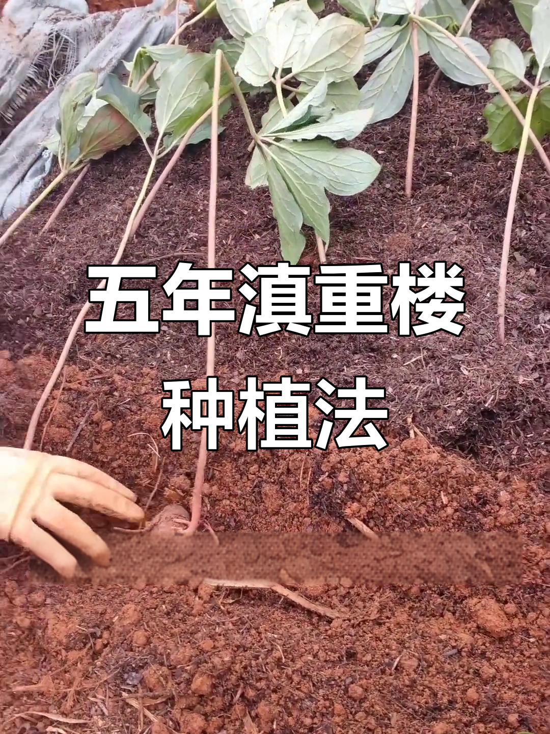 滇重楼大苗种植技巧,五年苗如何摆放与消毒