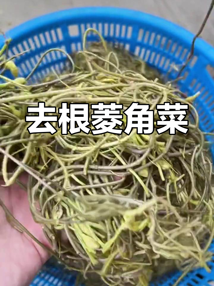 新鲜菱角菜,去根摘叶,家乡味十足