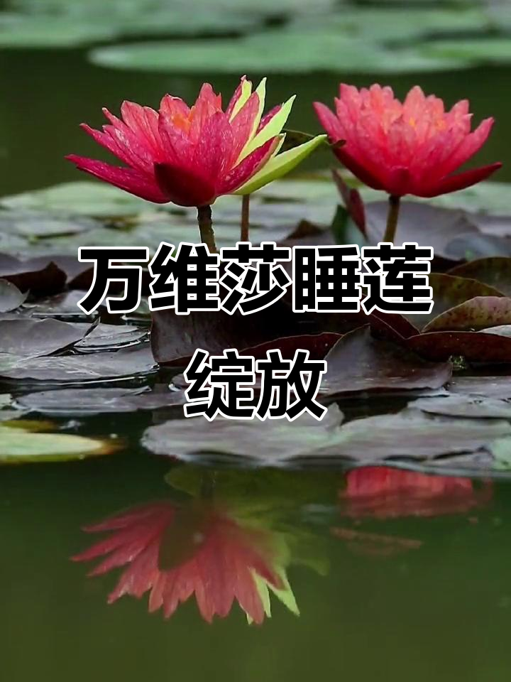 圆明园万维莎睡莲盛开,美丽如画