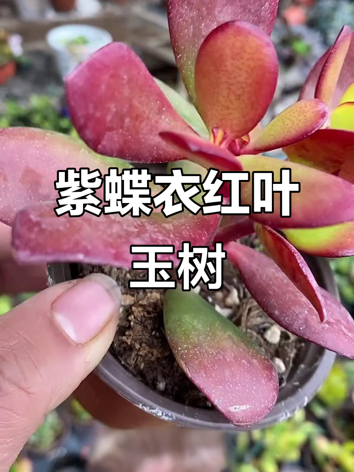 红叶玉树紫蝶衣:韩国子叶品种揭秘,四年开花惊艳