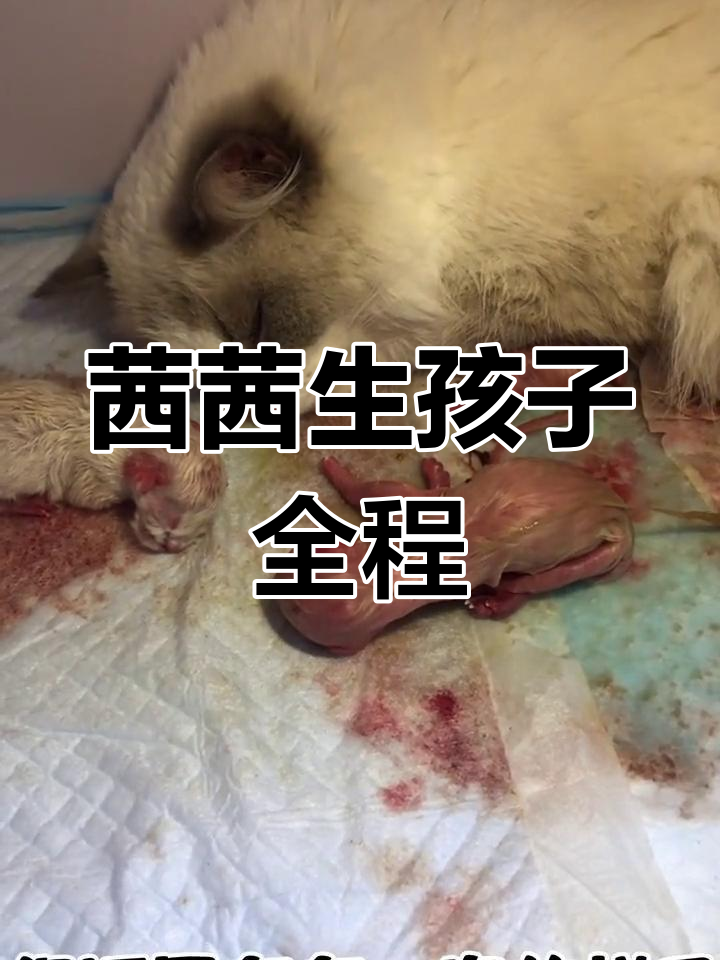 茜茜分娩全过程,宝宝出生瞬间大揭秘