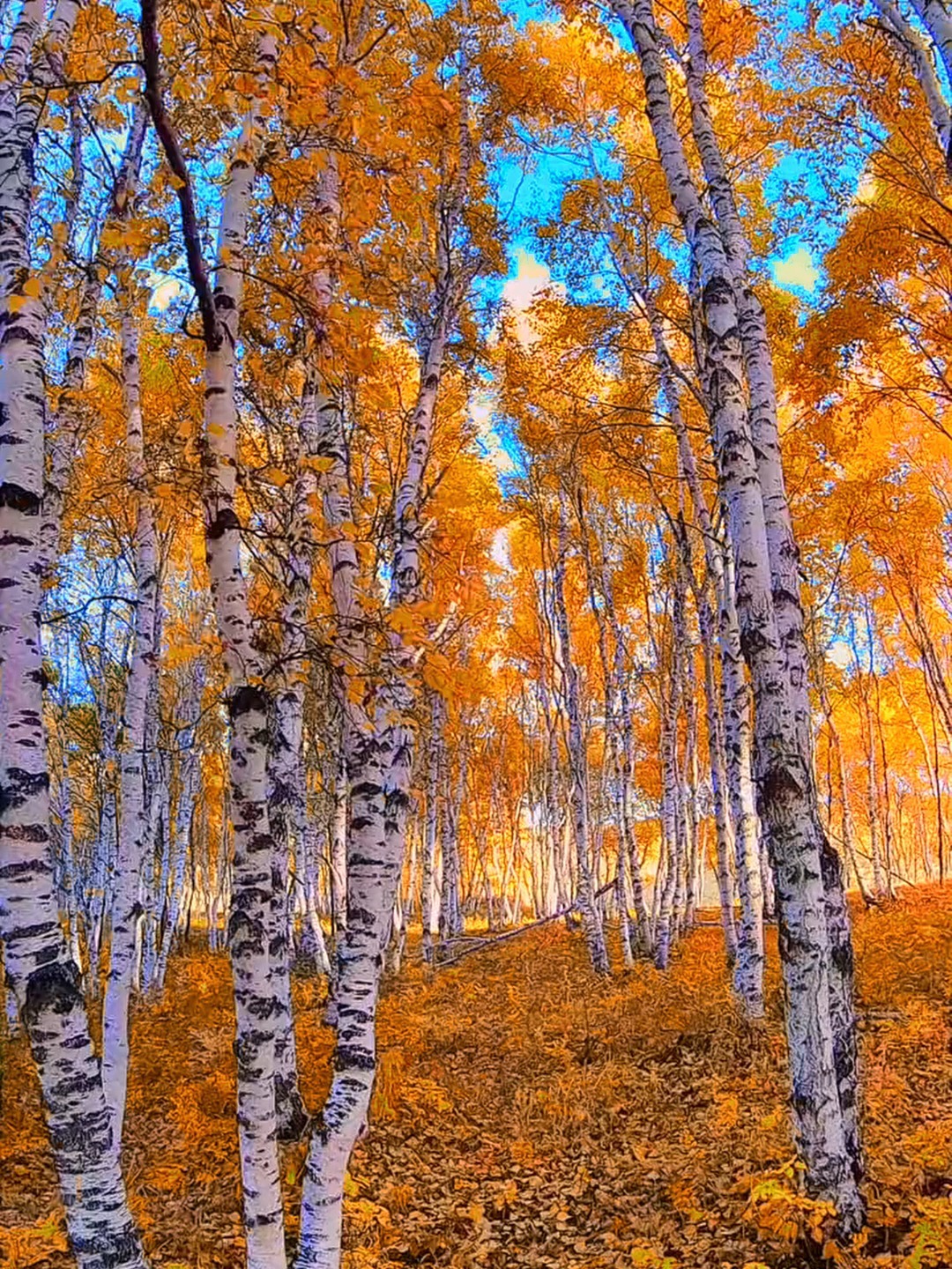 世界上有一种美,叫秋天的白桦林!-度小视