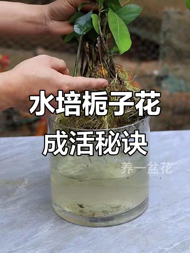栀子花枝条水培成活技巧,轻松扦插成功