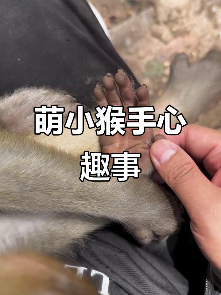 小猴王手掌大揭秘,猴子也能这么可爱!