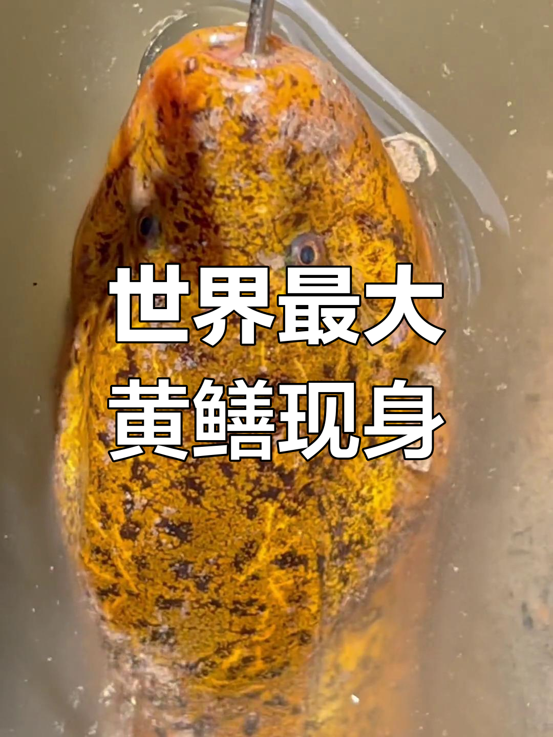 湖州市民捕获36斤巨型黄鳝,堪称世界最大!