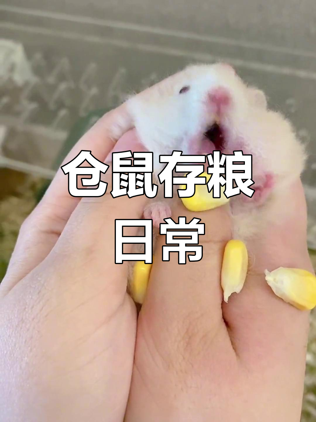 小仓鼠藏粮吃玉米,萌态十足!