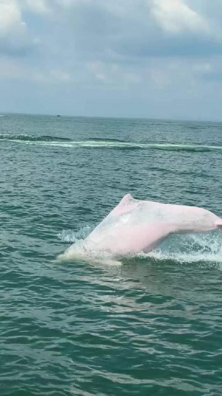 来广西钦州三娘湾邂逅中华白海豚与粉色海豚