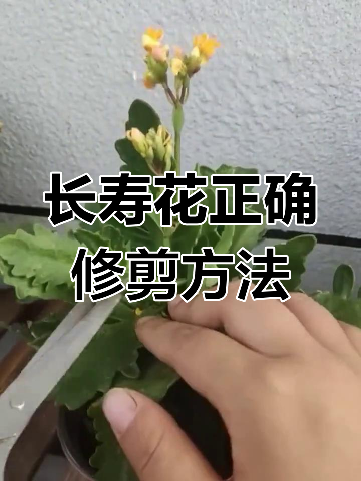 长寿花修剪技巧大公开,轻松打造完美树形