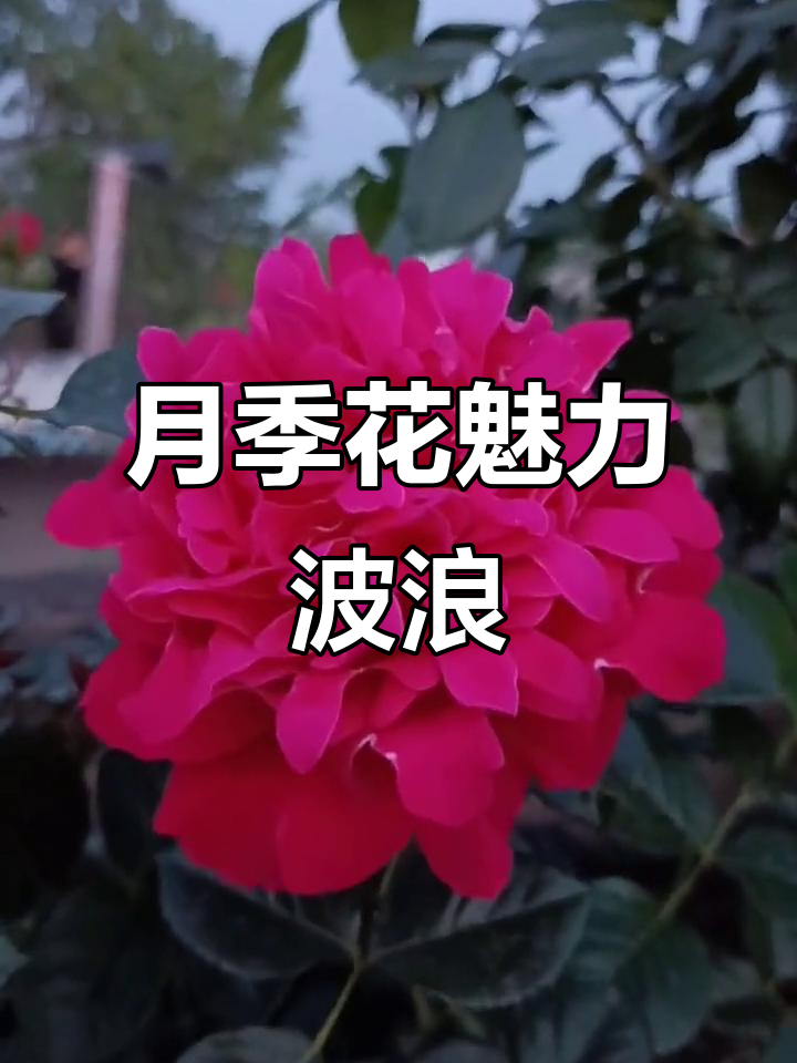 魅力波浪月季:深粉色花朵与烟花波浪的对比