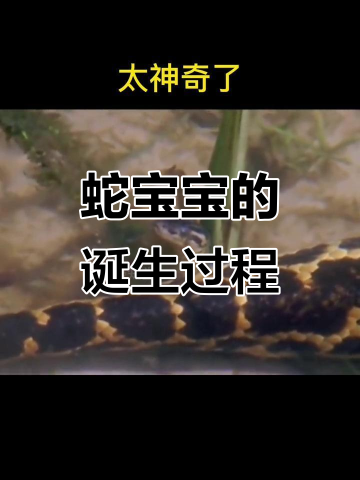 绿知堂揭秘:蛇宝宝出生瞬间,惊心动魄的生死时速