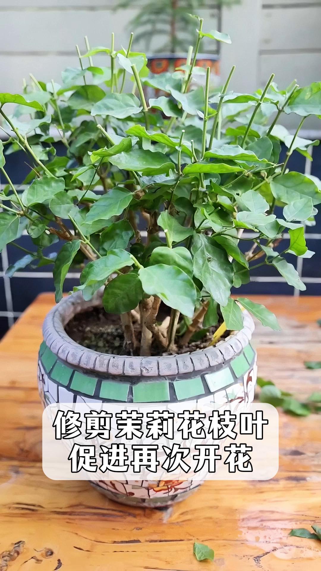 修剪茉莉花枝叶