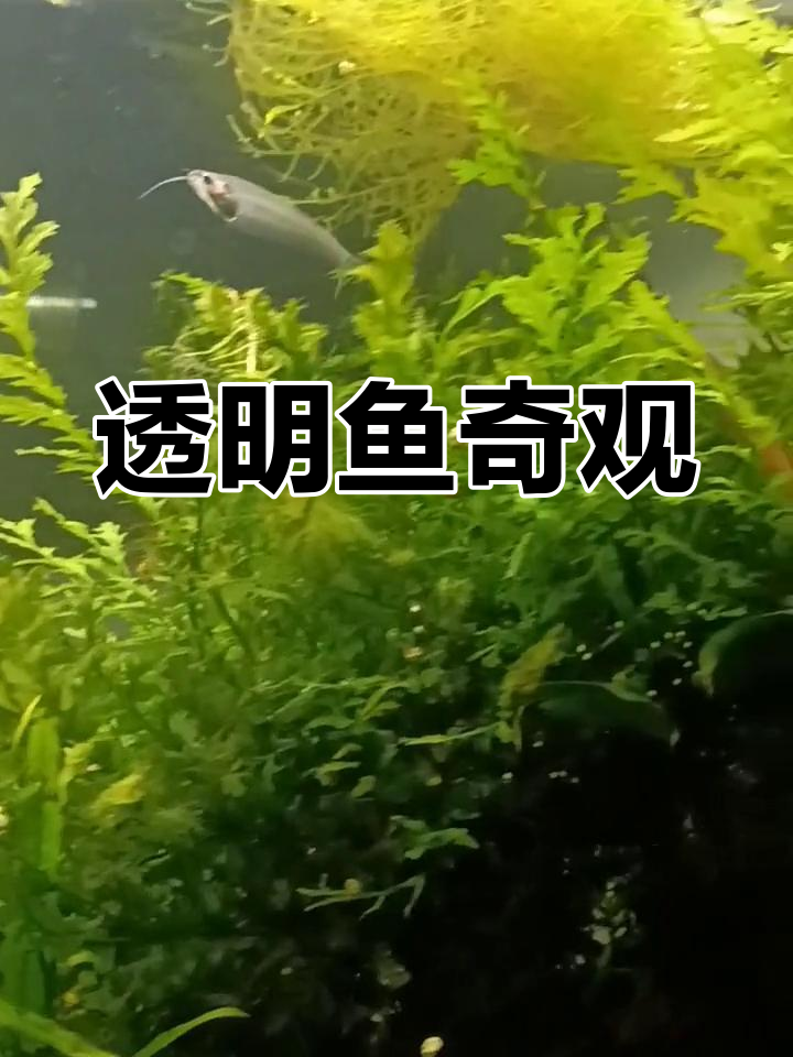 玻璃猫,透明如叶,脊骨内脏一览无余