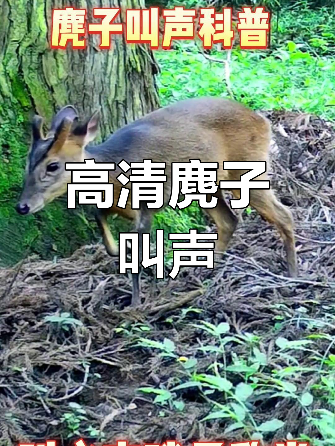 麂子发情叫声实录,母麂呼唤公麂