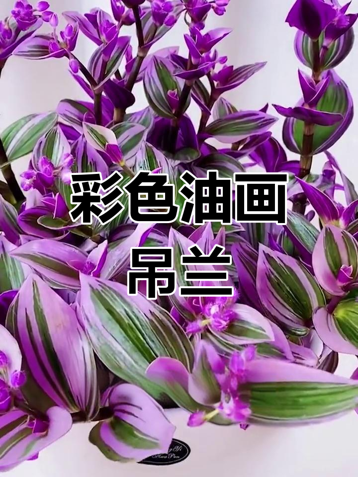 油画吊兰:五彩斑斓的叶片,让你爱不释手