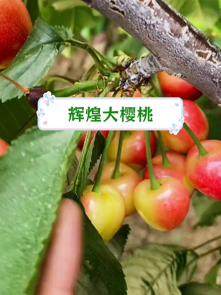 蜜浓大樱桃品种介绍图片