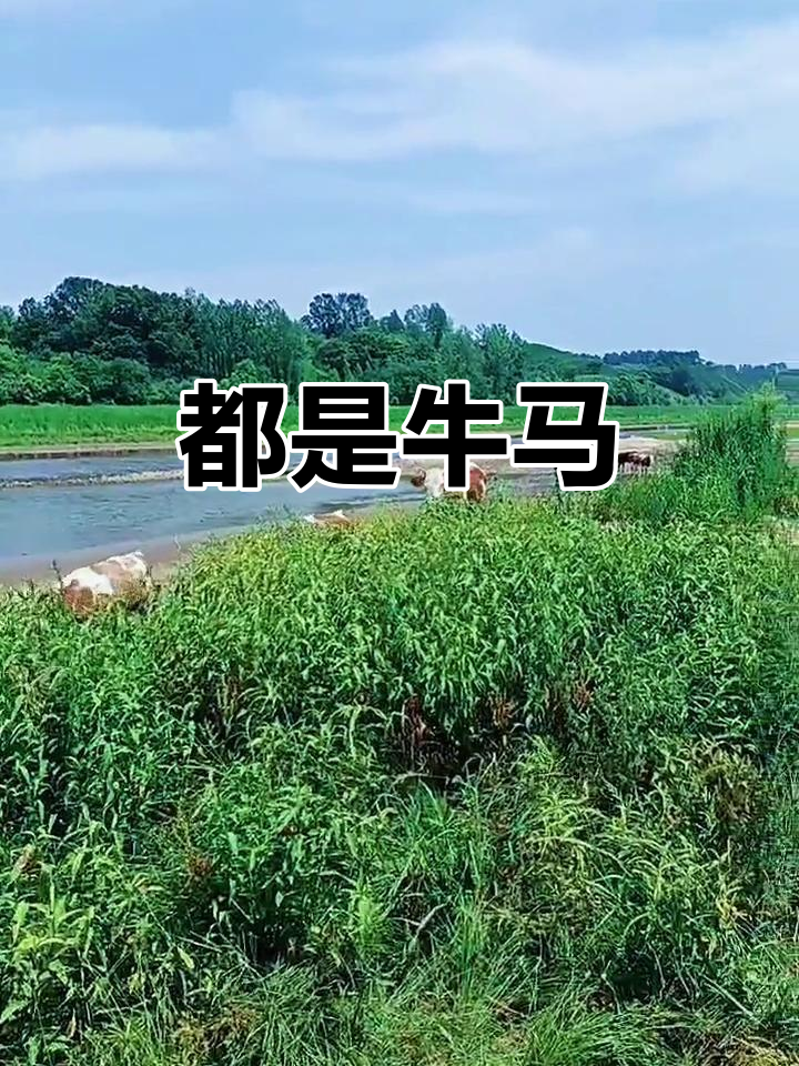 请问牛马是什么意思(解释一下牛马是什么意思)