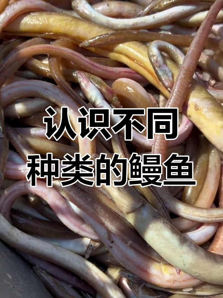 鳗鱼影评