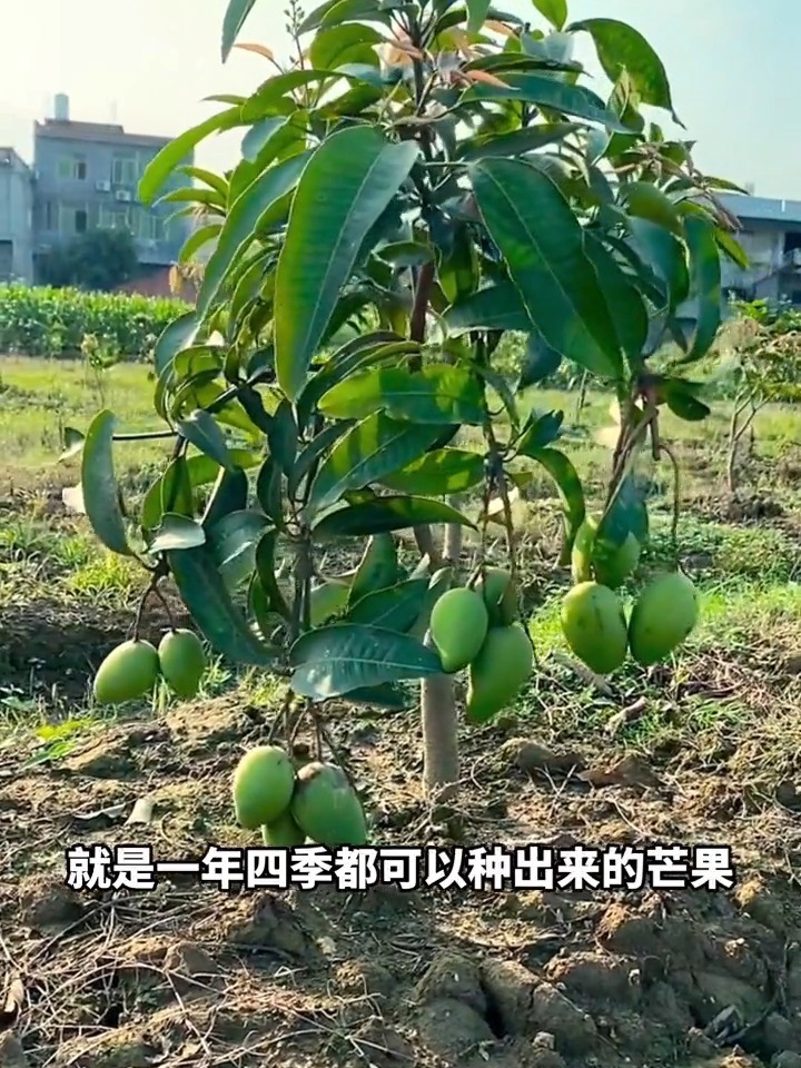 四季芒果苗,一年四季都可以结果