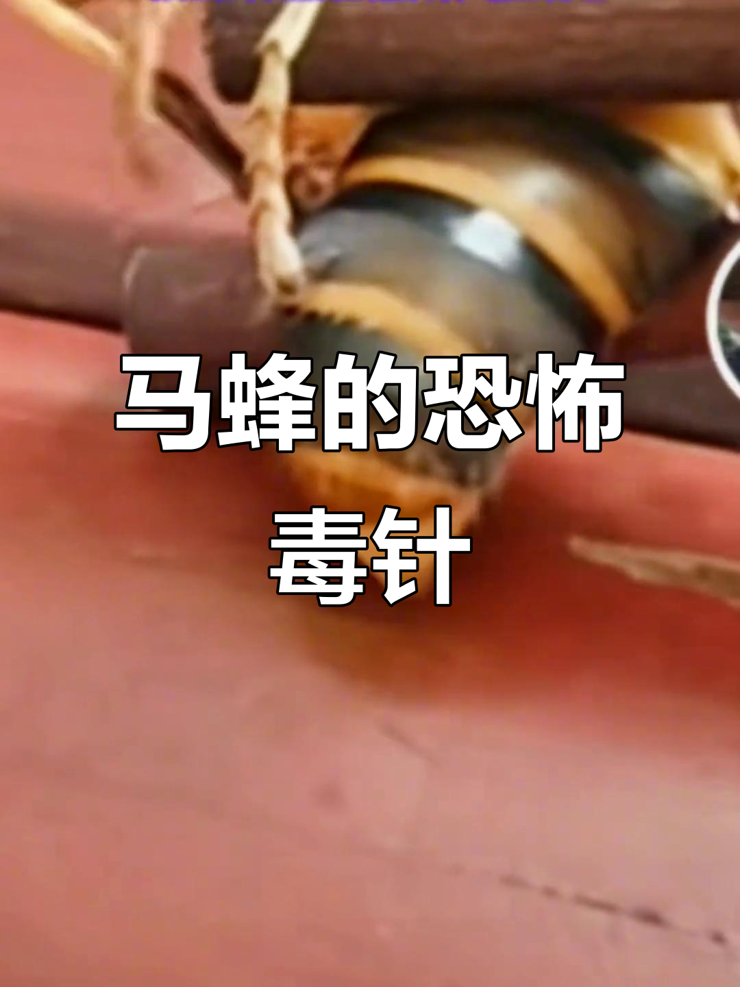 马蜂蛰针毒性猛烈,多次攻击能致命,令人胆寒