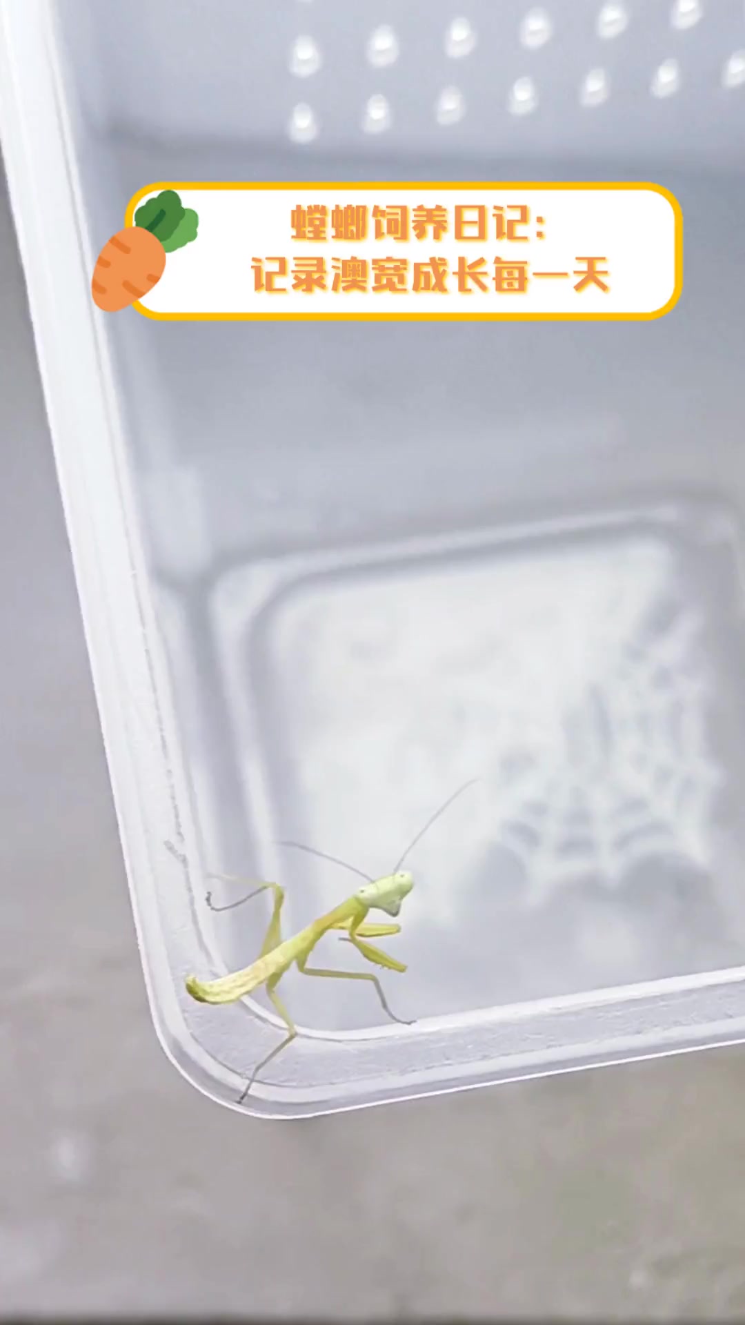 螳螂饲养日记:记录澳宽成长每一天