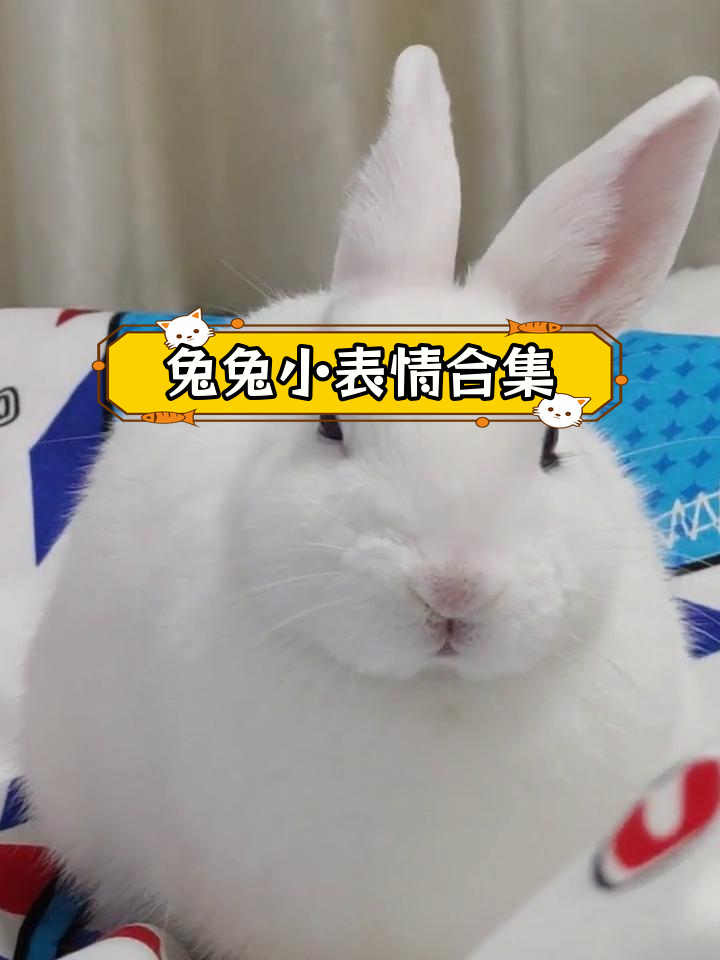 兔兔表情大集合,萌态满满