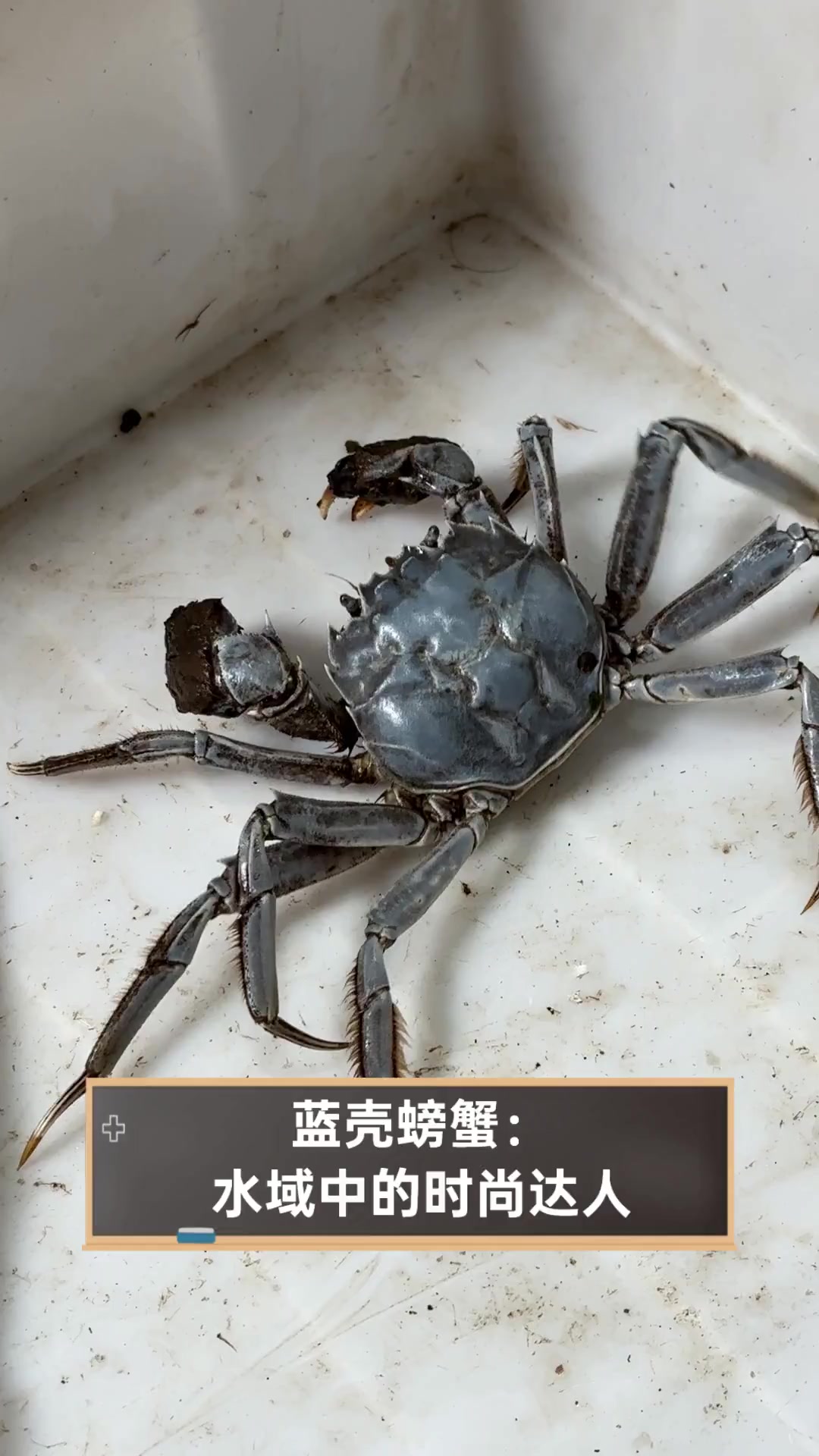 蓝壳螃蟹:水域中的时尚达人