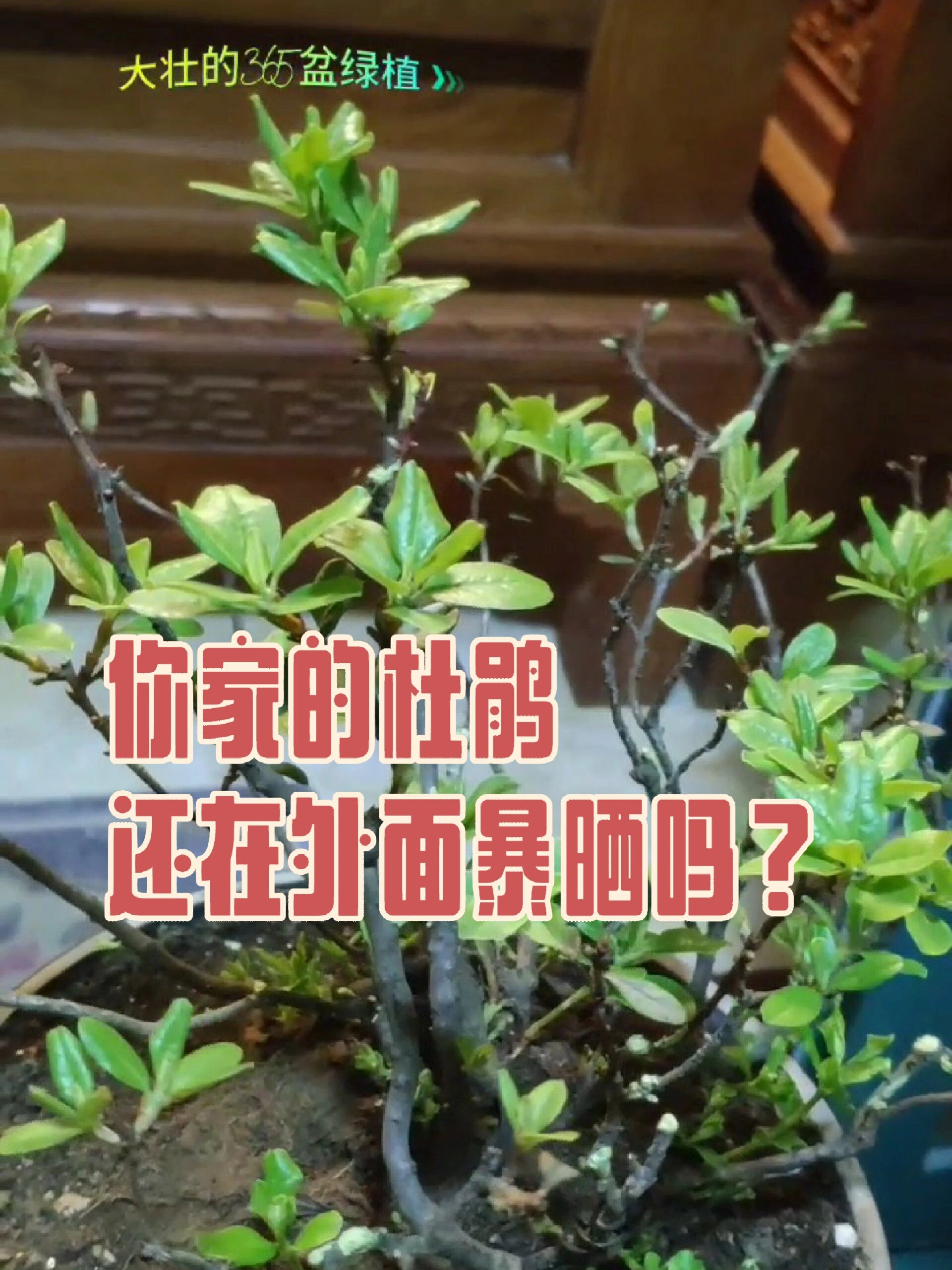 杜鹃花怎样修剪造型图片