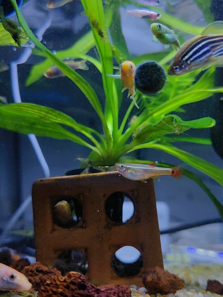 名:《蛄蛹者》土黄色清道夫