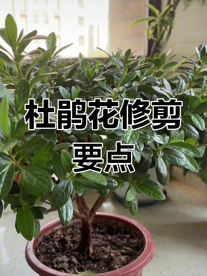 杜鹃花怎样修剪造型图片