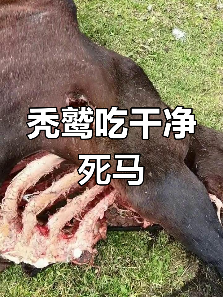 秃鹫为什么不会感染疾病为什么在线