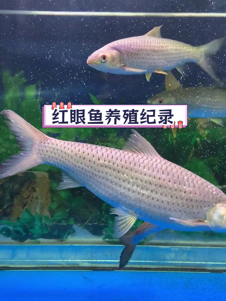缸养赤眼鳟红眼鱼,全网唯一!