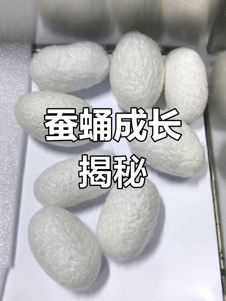 蚕茧中的变化:从蚕蛹到成虫
