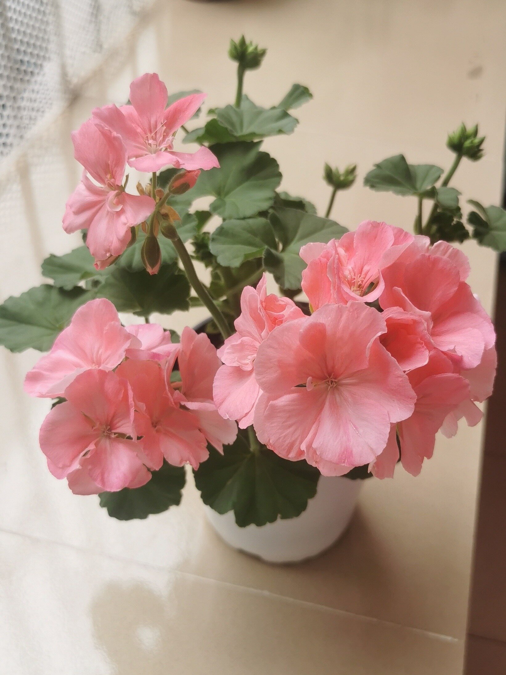 天竺葵 天使之泪