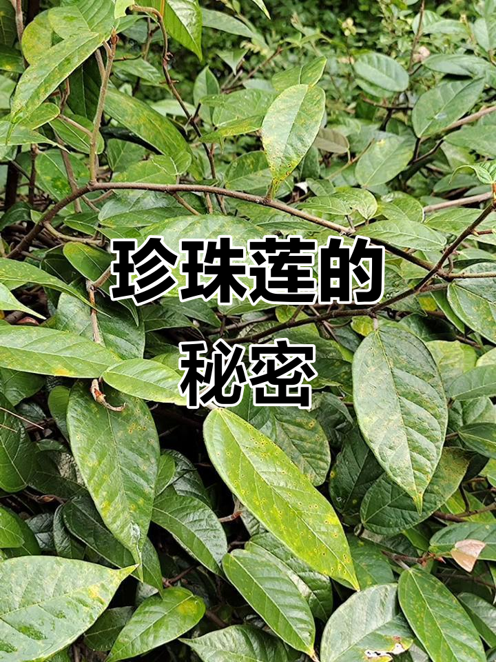 桑科榕属珍珠莲:百药园中的宝藏植物