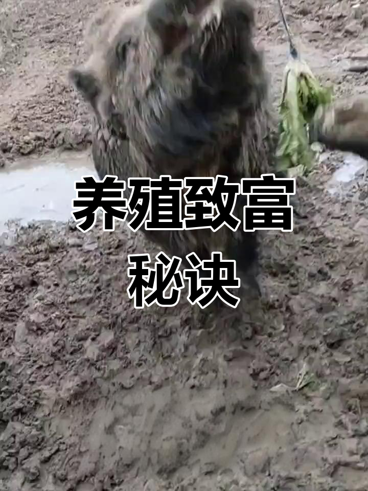 包含2021年农村种植养殖创业项目大全的词条