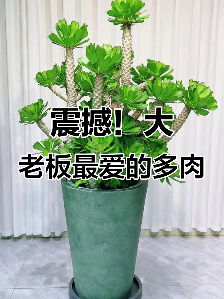 大老板都爱养的绿宝石,多肉植物中的"贵气逼人"之作
