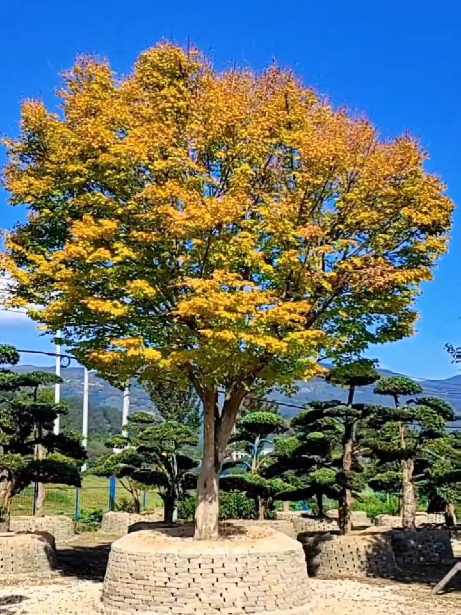 庭院的色彩大师,珊瑚阁枫树,地径28,高度