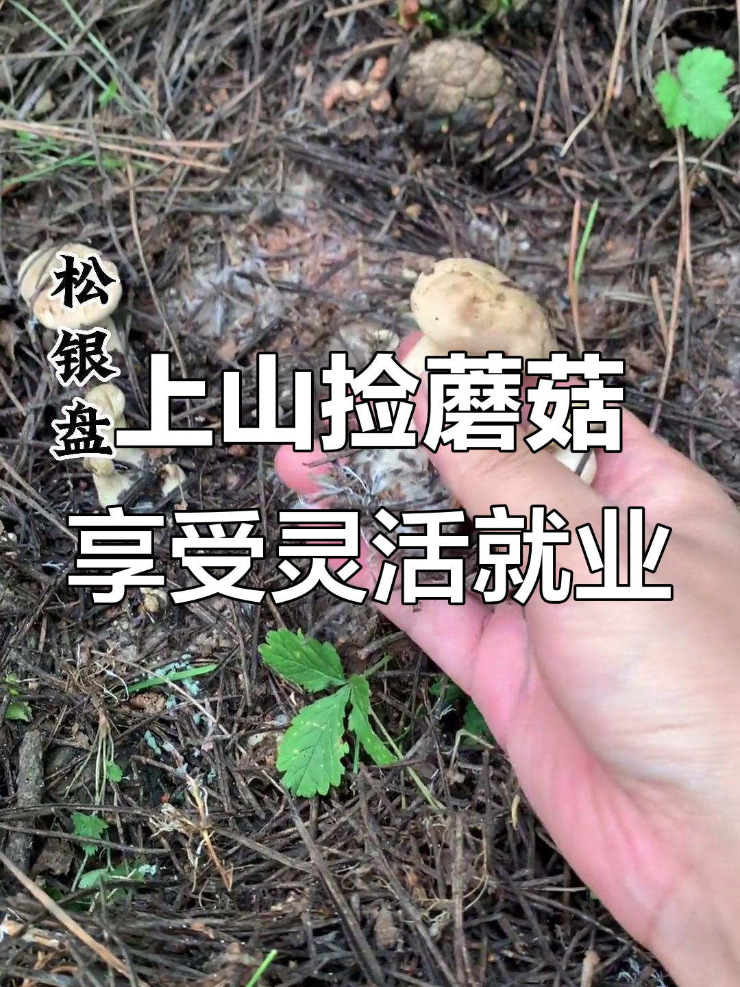 山西特产银盘蘑菇,上山捡菌子体验灵动就业