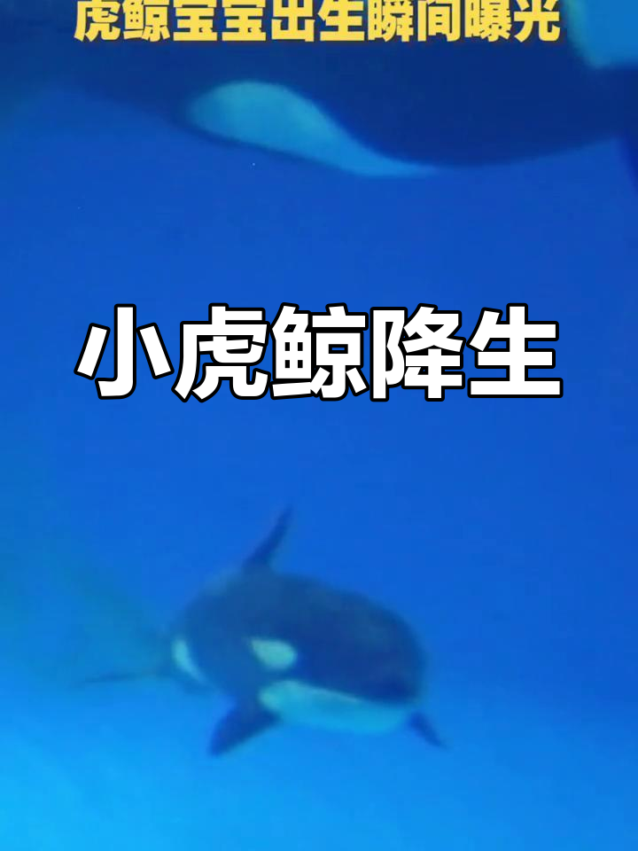 虎鲸宝宝诞生,2021年9月的新生命!
