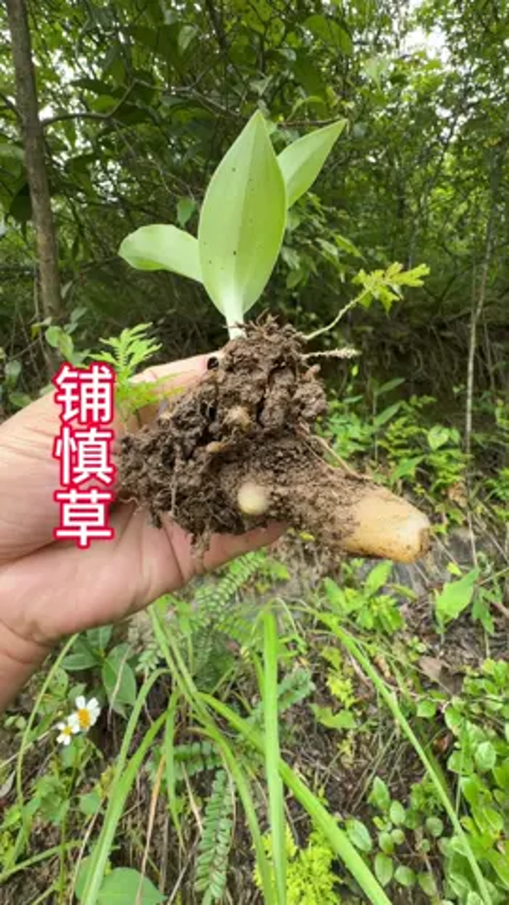 这双肾草,现在野外找到很难了.三农双肾草