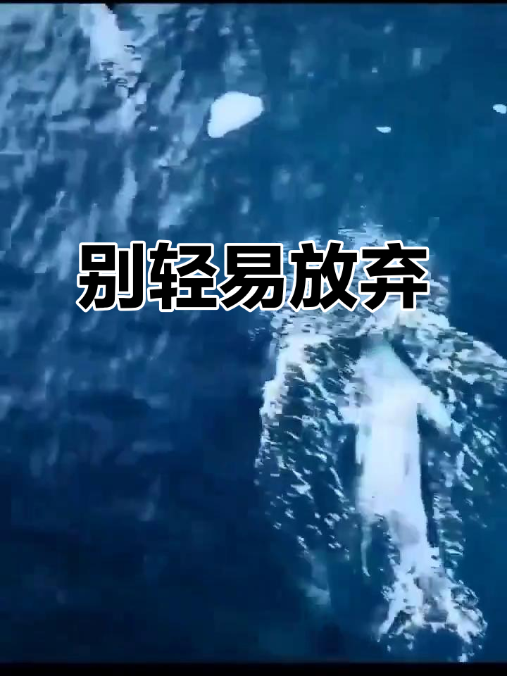 感觉想放弃?看看这个视频,让你重新振作!